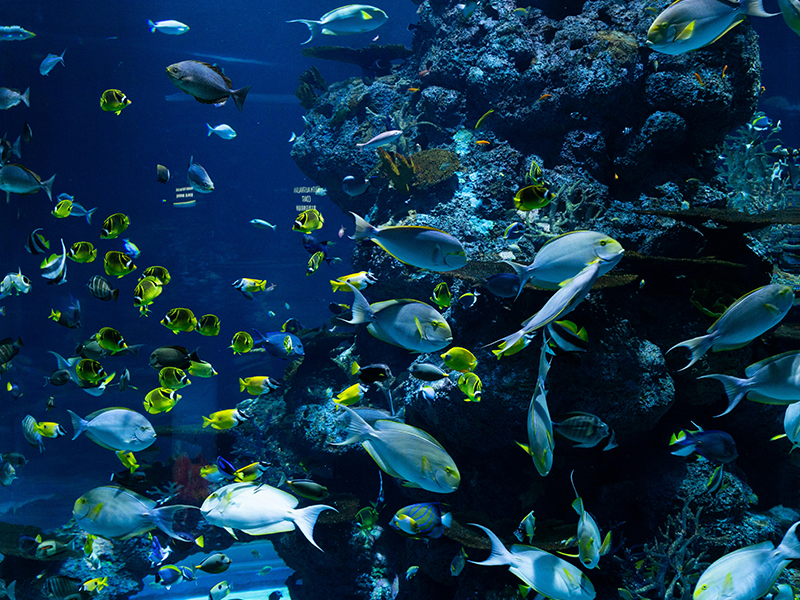 Aquarium and Swimming Pool Water Treatment