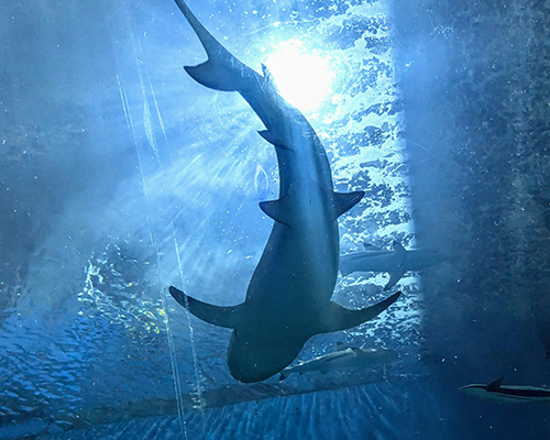 Advantages of YICARB Carbon for Aquarium and Swimming Pool